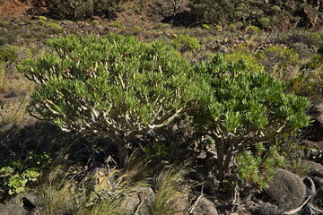 Vegetation in Barranco de Guayadeque on Gran Canaria,Canary Islands,Spain,Europe

