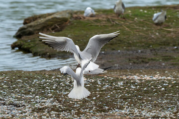 Mouette rieuse, nid,.Chroicocephalus ridibundus, Black headed Gull