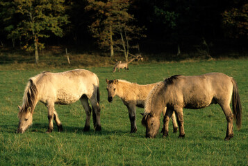 Cheval sauvage Tarpan, Equus caballus