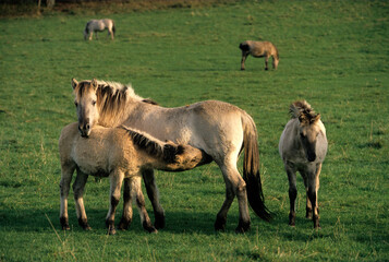 Cheval sauvage Tarpan, Equus caballus
