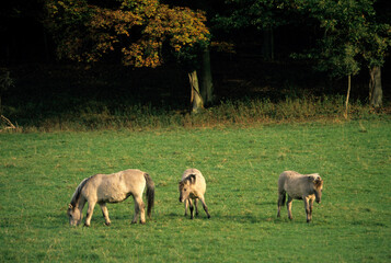 Cheval sauvage Tarpan, Equus caballus