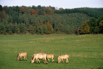 Cheval sauvage Tarpan, Equus caballus