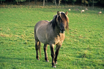 Cheval sauvage Tarpan, Equus caballus