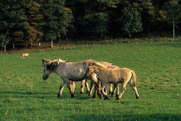 Cheval sauvage Tarpan, Equus caballus
