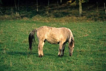 Cheval sauvage Tarpan, Equus caballus