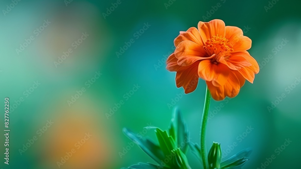 Canvas Prints  A tight shot of an orange bloom against a backdrop of green and blue Foreground features a softly blurred plant image, while background is similarly blurred