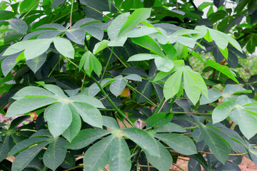 cassava plants that grow well, texture and shape of cassava plant leaves, cassava plantations,...