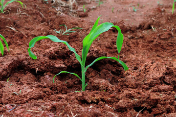 Corn field in organic agriculture of countryside