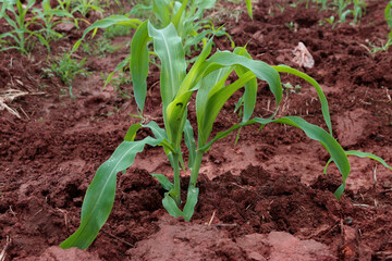Corn field in organic agriculture of countryside