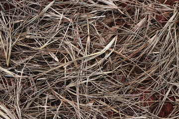 Dry straw and leaves on the ground
