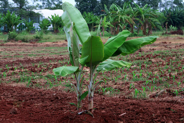 Banana tree growing in a garden