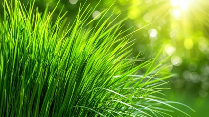 Sun shines down, soft focusing top grass; foreground