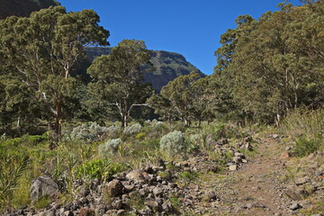 Hiking track in Barranco de Guayadeque on Gran Canaria,Canary Islands,Spain,Europe
