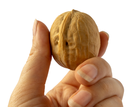 hand holding a walnut isolated on transparent or white background, png