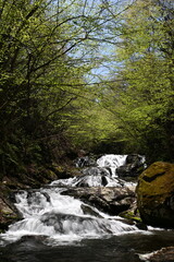 新緑の魚止めの滝