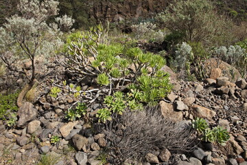 Vegetation in Barranco de Guayadeque on Gran Canaria,Canary Islands,Spain,Europe
