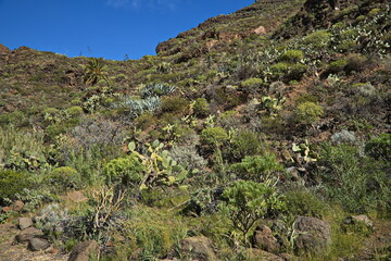 Vegetation in Barranco de Guayadeque on Gran Canaria,Canary Islands,Spain,Europe
