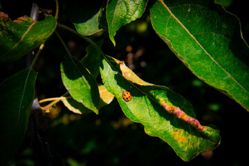 green caterpillar on leaf