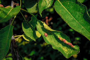 leaf