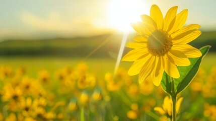  A sunflower in the field, sun illuminating leaves above, sunbeams filtering through Sun shines down, bathes field in light, sunflowers' leaves transm