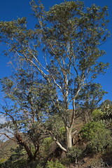 Eucalyptus trees in Barranco de Guayadeque on Gran Canaria,Canary Islands,Spain,Europe
