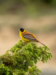 Black-headed Bunting