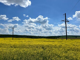 Blooming rapeseed