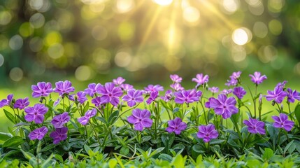  A collection of violet blooms thrives in a verdant meadow, surrounded by a blurred expanse of green grass The sun casts light through the backdrop of h