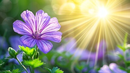  A tight shot of a purple flower against a backdrop of sunlit sky, with a green plant Bringing Up The Rear, adorned with blue blooms in the foreground, - Powered by Adobe