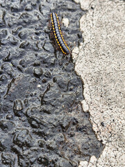Striped Caterpillar Crawling on Wet Pavement and Concrete Surface