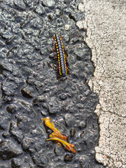Striped Caterpillar Crawling on Wet Pavement and Concrete Surface