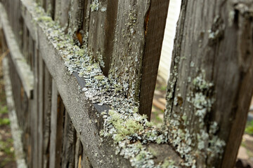 fence boards overgrown with moss close-up
