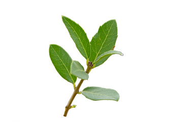A twig of the green olive tree or mock privet (Phillyrea latifolia) bush