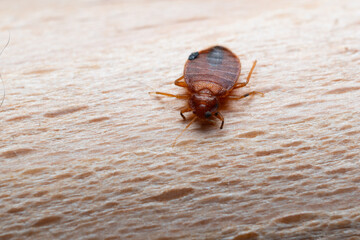bedbug