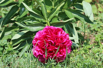 Fototapete bei efototapeten.de bestellen   