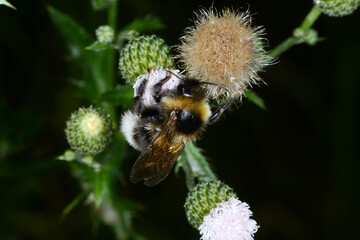  Erdhummel, Große Erdhummel, Bombus magnus
