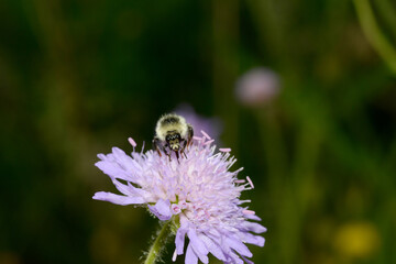 Hummeln,  Grauweiße Hummel, Bombus mucidus