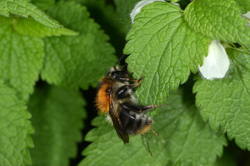 Hummeln, Ackerhummel, Bombus pascuorum