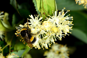 Hummeln, Erdhummel , Bombus terrestris
