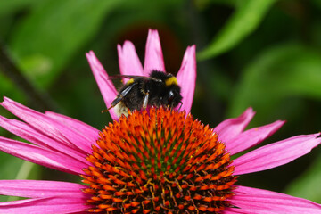 Hummeln, Erdhummel, Bombus terrestris