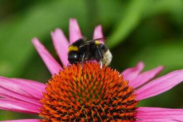Hummeln, Erdhummel, Bombus terrestris