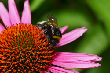 Hummeln, Erdhummel, Bombus terrestris