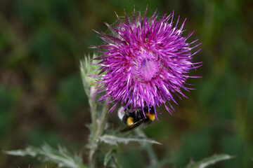 Hummeln, Erdhummel , Bombus terrestris