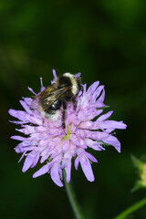 Hummeln,  Grauweiße Hummel, Bombus mucidus