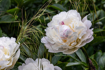 Flowers in an English country garden in May