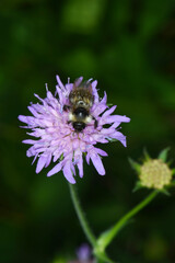 Hummeln,  Grauweiße Hummel, Bombus mucidus