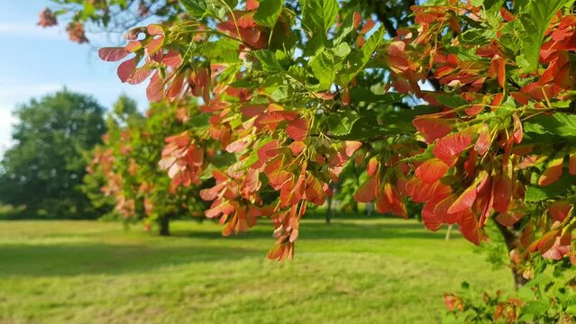 Tatarian maple tree (Acer tataricum)