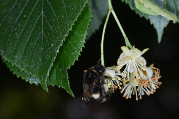 Hummeln, Erdhummel , Bombus terrestris