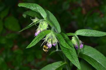 Hummeln, Wiesenhummel, Bombus pratorum