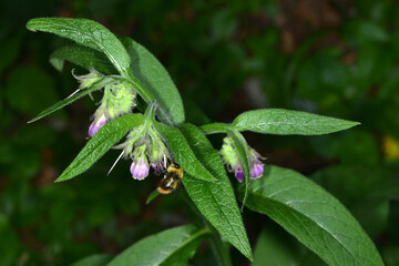 Hummeln, Wiesenhummel, Bombus pratorum